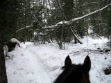 riding horse in woods in snow
